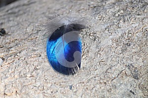 Feather of a blue bird in the rock