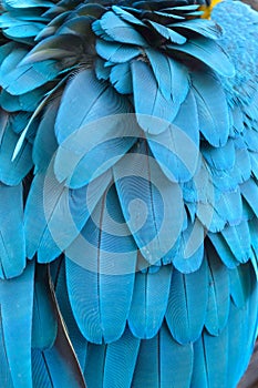 Feather of a blue macaw parrot.