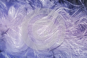 Feather Boa Abstract - Blue and  White tones