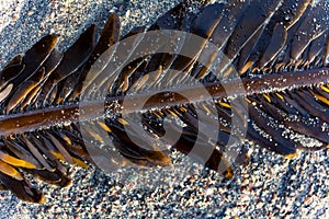 Feather boa kelp