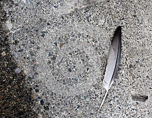 Feather on Cement Sidewalk