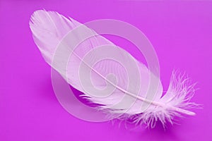 Feather close-up