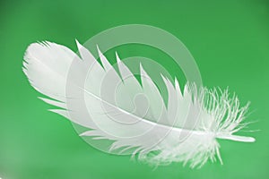 Feather close-up