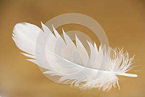 Feather close-up