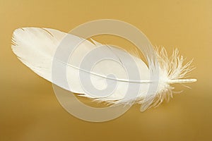 Feather close-up