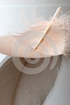 Feather close-up