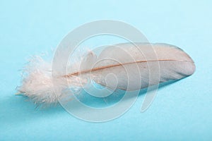 Feather close-up on blue background