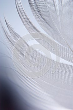 Feather closeup