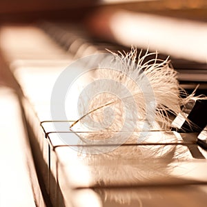 Feather closeup on piano keyboard