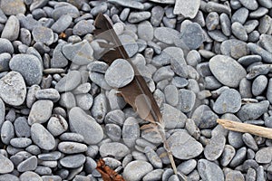 Feather on Cobblestones