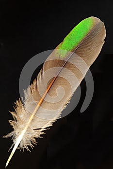 Feather of Common Emerald Dove