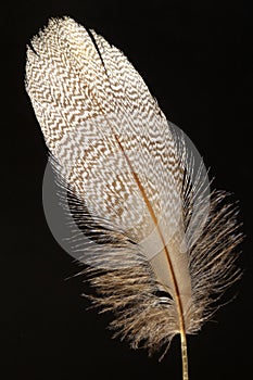 Feather of Common Pochard