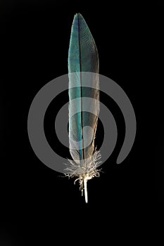 Feather of Coracias cyanogaster blue bellied roller