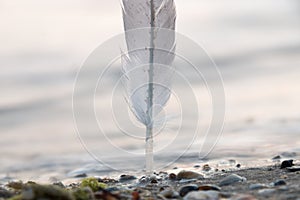 Feather dove on the beach