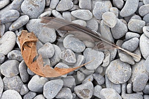 Feather and Dried Leaf on Cobblestones