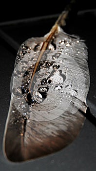 Feather with droplets close up image