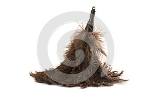 Feather Duster on White