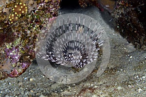 Feather duster worm in the Red Sea.