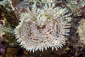 Feather duster worm (sabellastarte indica) in the Red Sea. photo