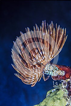 Feather duster worm photo