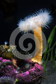 Feather Duster Tube Worm Sea Life