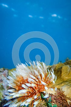 Feather duster worm or tube worm Sabellidae on rocks underwater of Anse a lÃ¢â¬â¢Ane beach, Martinique island, Caribbean sea