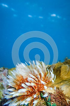 Feather duster worm or tube worm Sabellidae on rocks underwater of Anse a lâ€™Ane beach, Martinique island, Caribbean sea