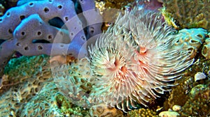 Feather Duster Worms, Bunaken National Marine Park, Indonesia
