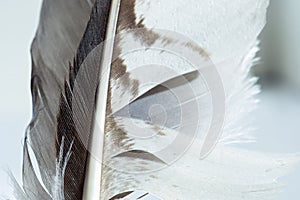 Feather of an eagle