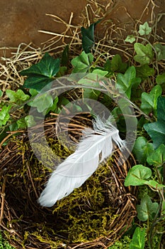 Feather in empty nest