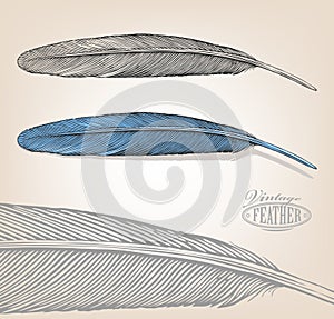 Feather in engraving style