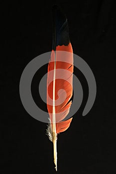 Feather of eudocimus ruber Scarlet ibis