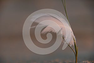 Feather in Evening Breeze on grass in Sunset Light