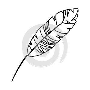 Feather exotic isolated icon