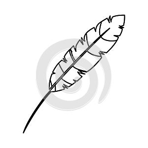 Feather exotic isolated icon