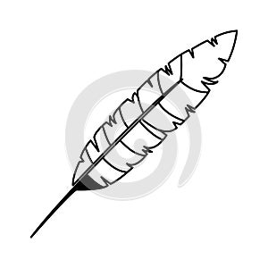 Feather exotic isolated icon