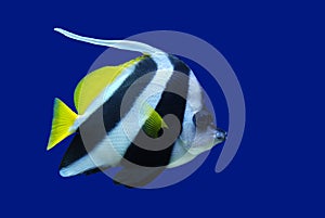 Feather-Fin Bullfish or Bannerfish