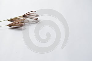 Feather fingergrass, Chloris virgata background