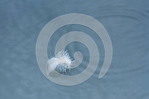 Feather Floating on Water in the Rain