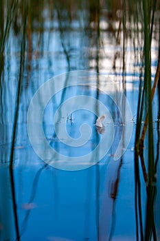 The feather floats on the blue water among the reed stalks with beautiful reflections and a blurred background.