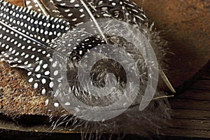 FEATHER FLUFF ON SPOTTED GUINEA FOWL FEATHERS