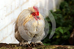 Feather foot Bantam rooster`