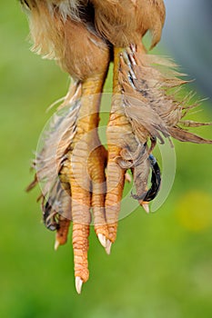 Feather-Footed Chicken Paws