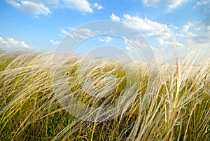 Feather-grass