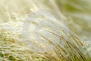 Feather-grass