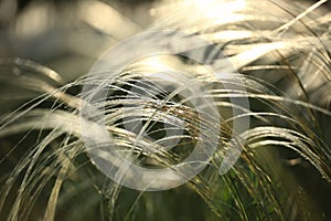 Feather grass