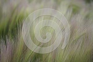 Feather grass background. Beautiful pale green yellow abstract background