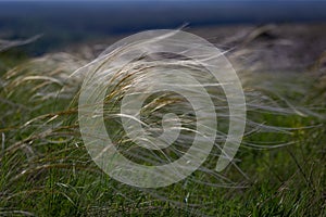 Feather grass chalk field in natural reserve in Ukraine.