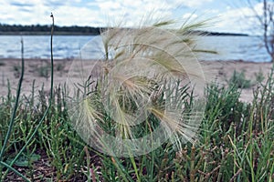 Feather grass close up view