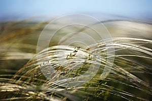 Feather grass field.